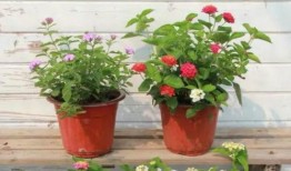 平江最新爆料新闻视频下载,视频揭秘惊人内幕